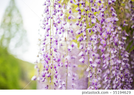  Wisteria flowers 35194629