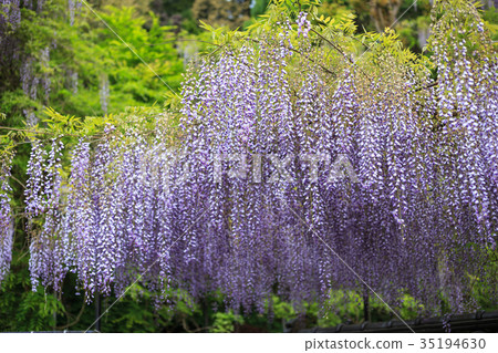 紫藤花 紫藤花 35194630