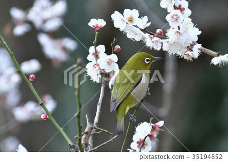 梅花和白眼 35194852