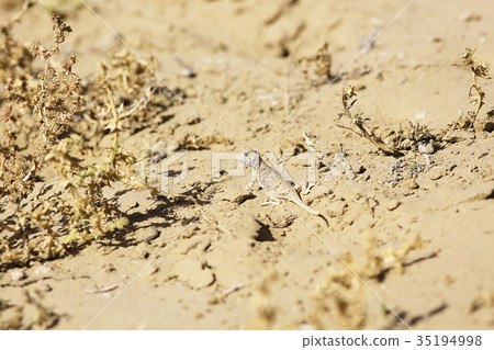 texture desert land sand dunes barkhans, deserts texture desert land sand dunes barkhans, deserts 35194998
