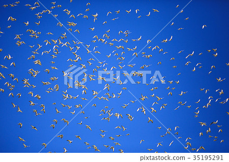 flock of pigeons against the blue sky 35195291
