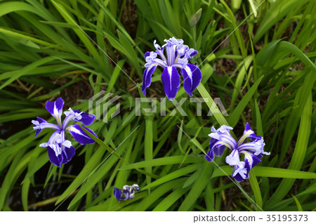 Maruyama Park Hyotan Pond Flower Garden 35195373