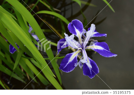 Maruyama Park Hyotan Pond Flower Garden 35195375