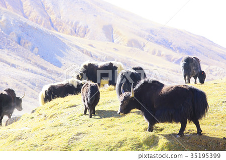 Tibetan landscape travel 35195399