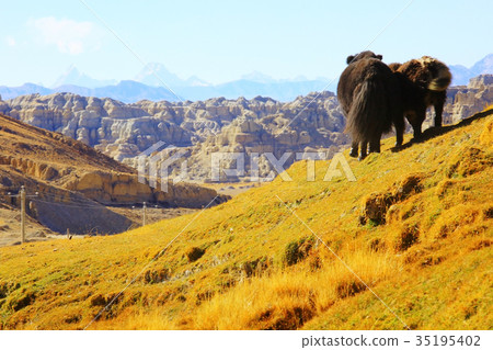 yaks in Tibet in the mountains on the pasture 35195402
