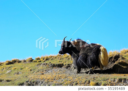 Tibetan landscape travel 35195489