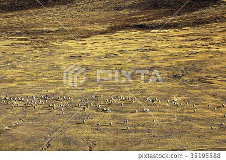 sheep on a mountain pasture sheep on a mountain pasture 35195588