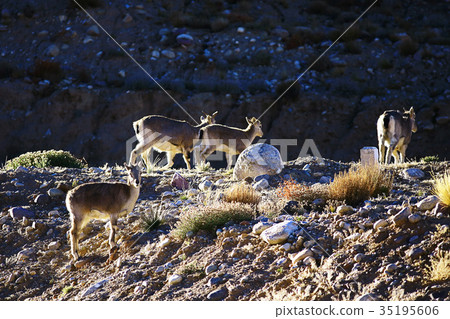flock of sheep in the mountains 35195606