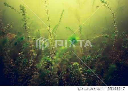 seaweed underwater freshwater seaweed underwater freshwater 35195647