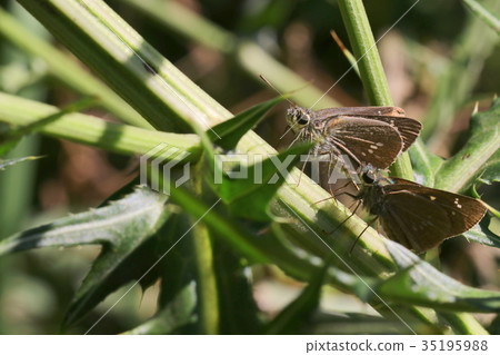 Two Ochabanse Seri 35195988