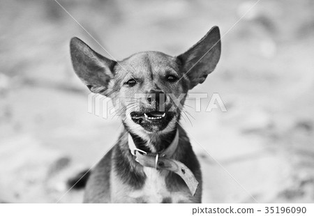 Lonely puppy on the beach 35196090