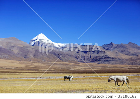 horses in Tibet against the background of mountains horses in Tibet against the background of mountains 35196162