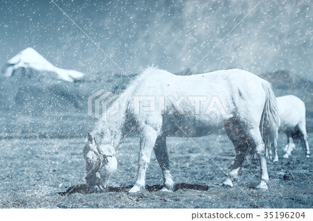 Sacred Mountain Kailas 35196204