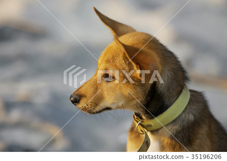 Lonely puppy on the beach 35196206