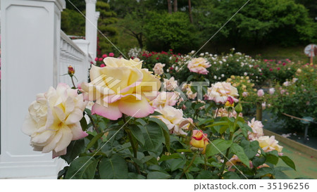 Light yellow pink rose rose rose garden 35196256