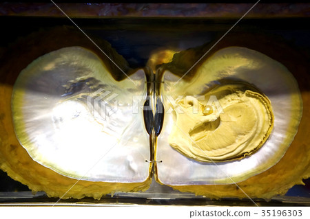 Pearl in the open shell 35196303