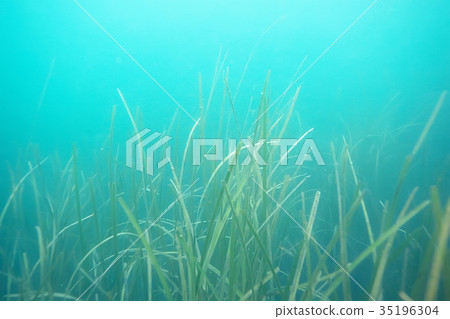 laminaria sea kale underwater photo ocean reef salt water 35196304