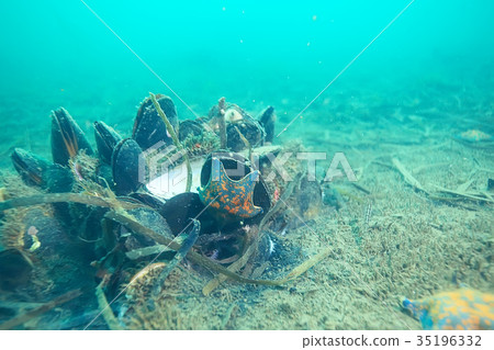 shell mussels on the sea bottom underwater photo 35196332
