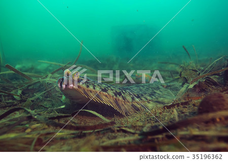 underwater landscape 35196362