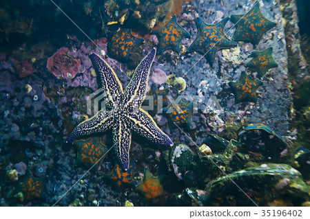 shell mussels on the sea bottom underwater photo shell mussels on the sea bottom underwater photo 35196402