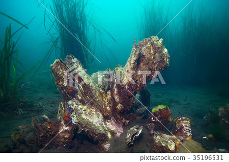 shell mussels on the sea bottom underwater photo shell mussels on the sea bottom underwater photo 35196531