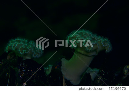 colony of sea anemones under water corals 35196670