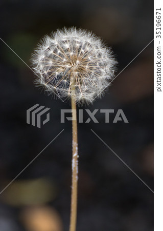 Dandelion's fluff Dandelion's fluff 35196671