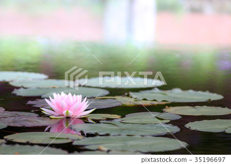 Water lily flowers Water lily flowers 35196697