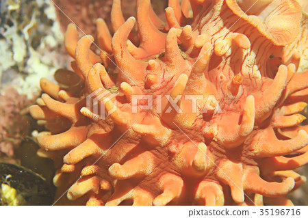 ascidia purple underwater photo coral reef ascidia purple underwater photo coral reef 35196716