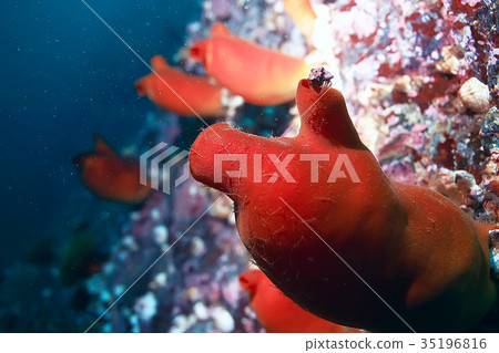 ascidia purple underwater photo coral reef ascidia purple underwater photo coral reef 35196816