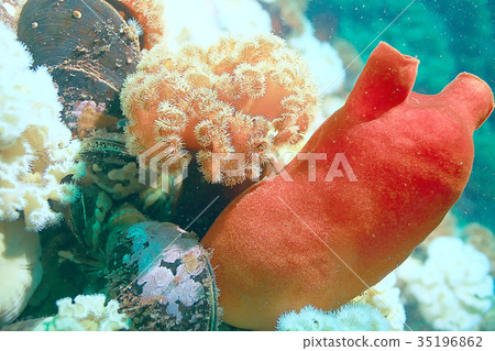 ascidia purple underwater photo coral reef ascidia purple underwater photo coral reef 35196862