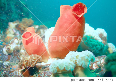 ascidia purple underwater photo coral reef ascidia purple underwater photo coral reef 35196875