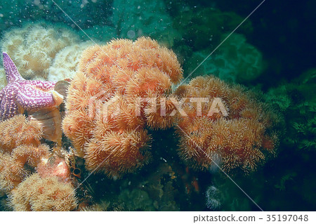 colony of sea anemones under water corals colony of sea anemones under water corals 35197048