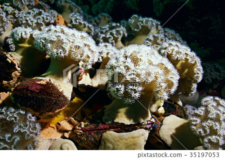 colony of sea anemones under water corals 35197053