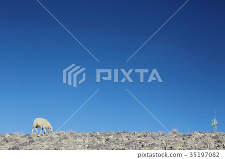 flock of sheep in the mountains 35197082