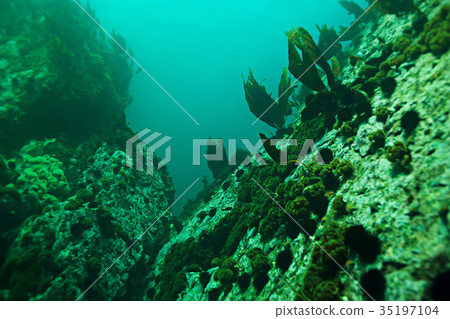 starfish underwater photo starfish underwater photo 35197104