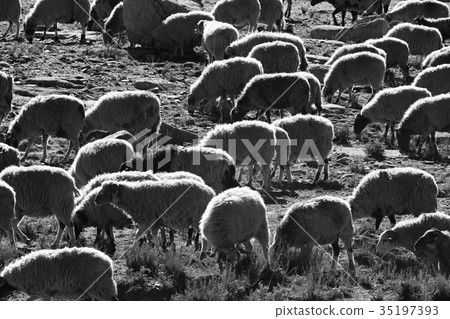 flock of sheep in the mountains 35197393