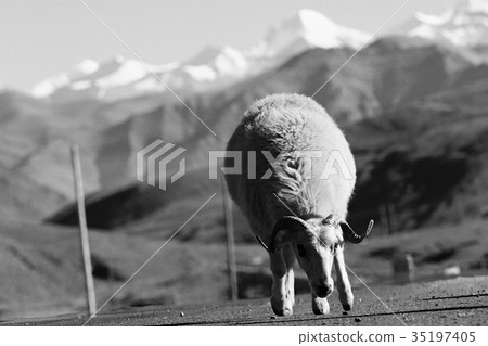 flock of sheep in the mountains 35197405