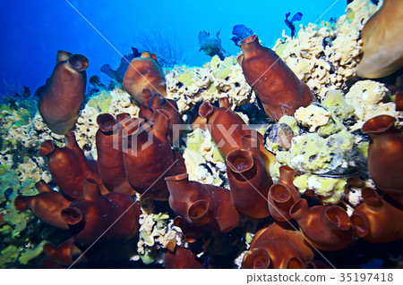 ascidia purple underwater photo coral reef ascidia purple underwater photo coral reef 35197418