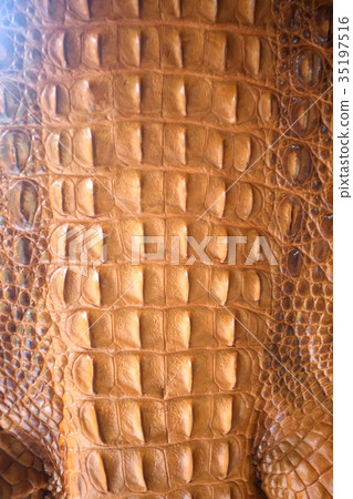 Crocodile skin texture close-up Crocodile skin texture close-up 35197516