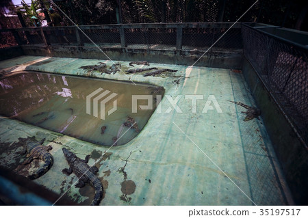 Crocodiles in the zoo during the day Crocodiles in the zoo during the day 35197517