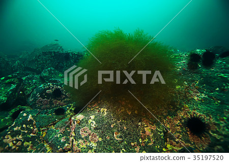 underwater landscape underwater landscape 35197520