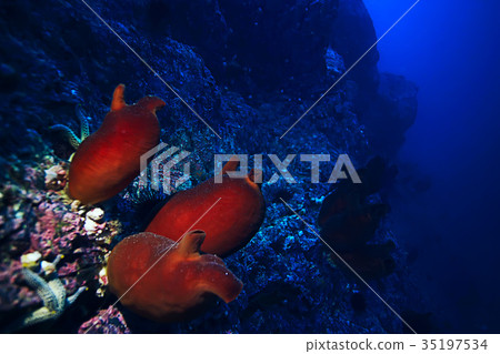 ascidia purple underwater photo coral reef ascidia purple underwater photo coral reef 35197534