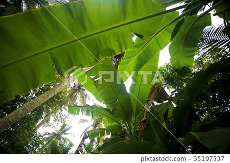 Trees in the jungle in Asia 35197537