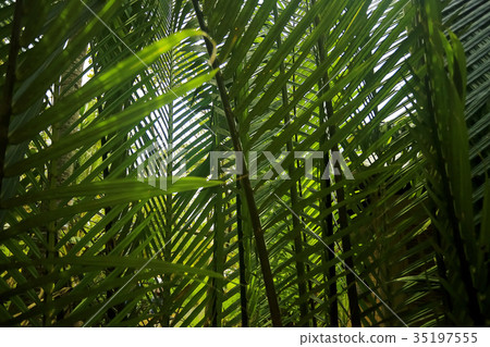 Trees in the jungle in Asia Trees in the jungle in Asia 35197555