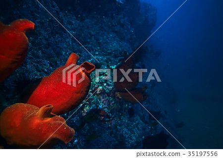 ascidia purple underwater photo coral reef ascidia purple underwater photo coral reef 35197556