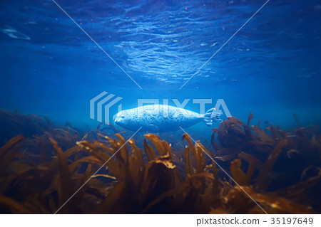 seal underwater photo in wild nature 35197649