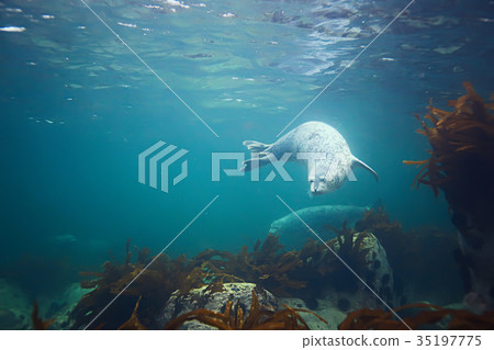 seal underwater photo in wild nature seal underwater photo in wild nature 35197775