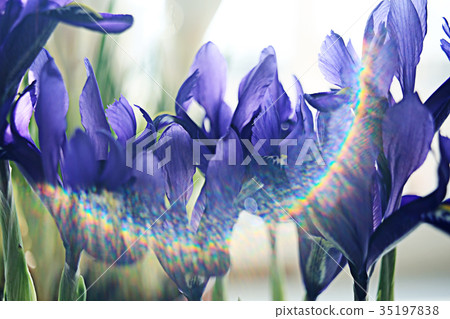 spring bouquet of white flowers background 35197838