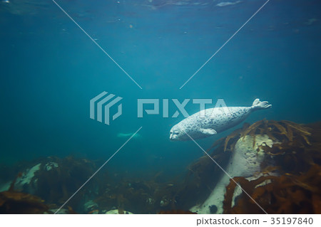 seal underwater photo in wild nature seal underwater photo in wild nature 35197840